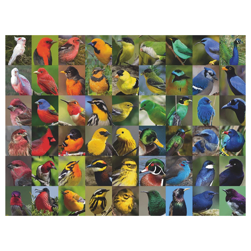 Regenboog vogels puzzel